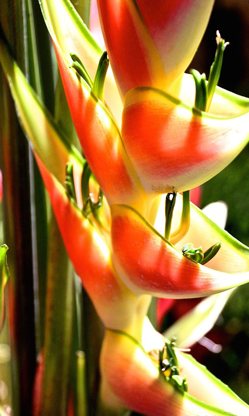 Красота цветов Мадейра