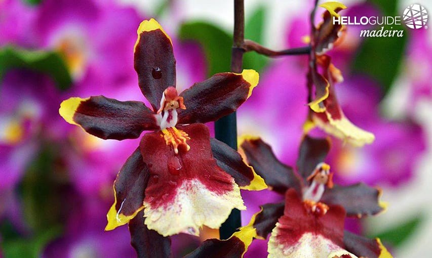 Orchideen Madeira