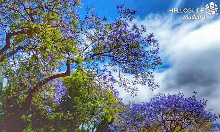 Цветущие деревья