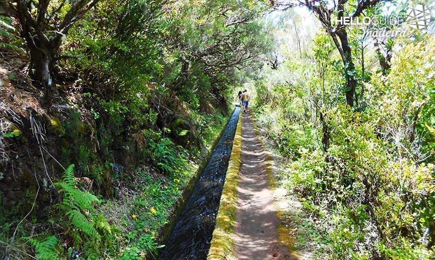 Левада делать Alecrim