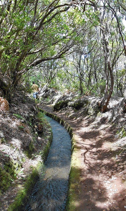 Levada do Alecrim