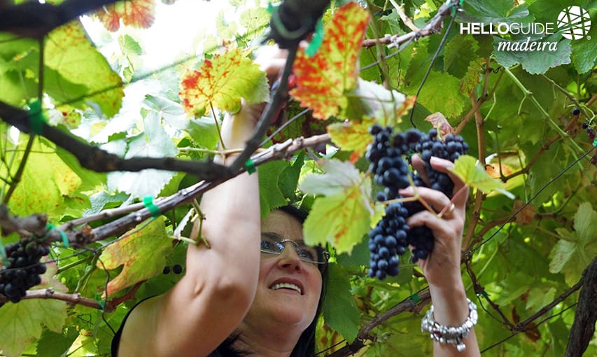 Harvesting grapes