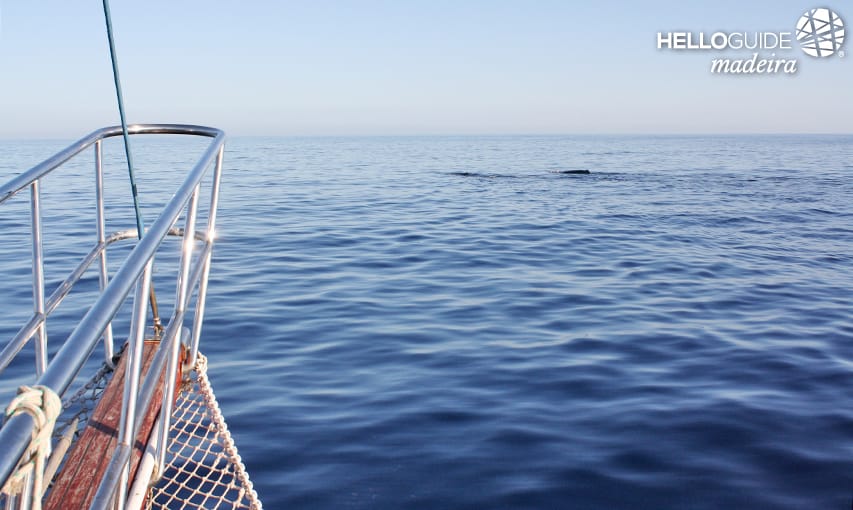 L'observation des baleines