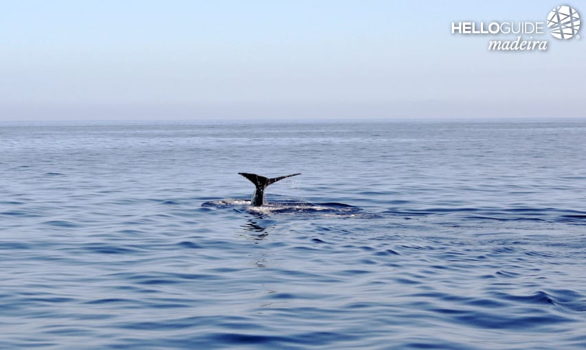 L'observation des baleines