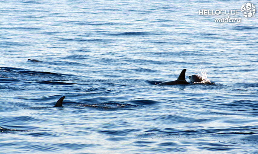 Observation des dauphins