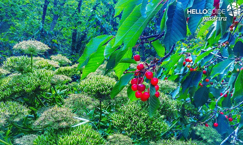 Cherries from Madeira