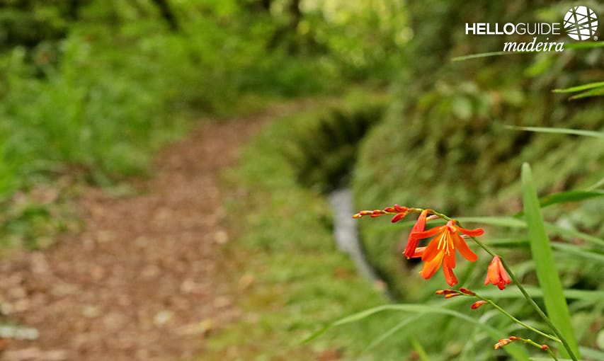 The colors of levada