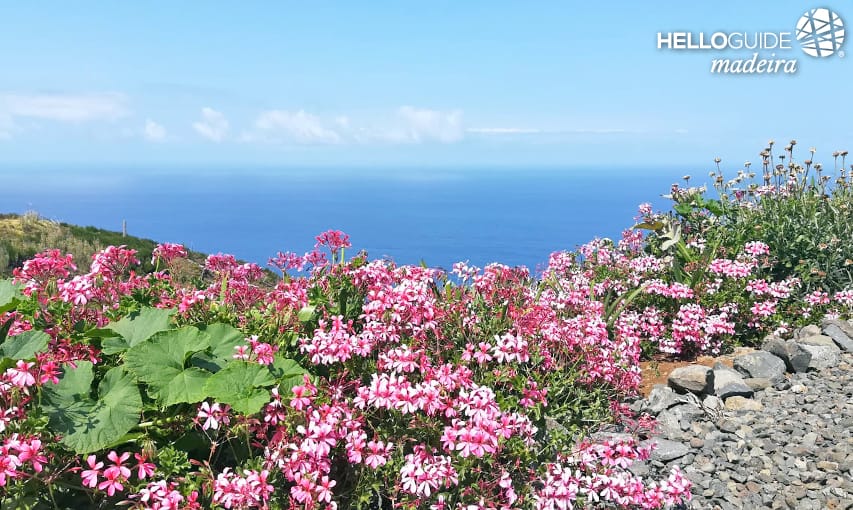 The flowers and the sea