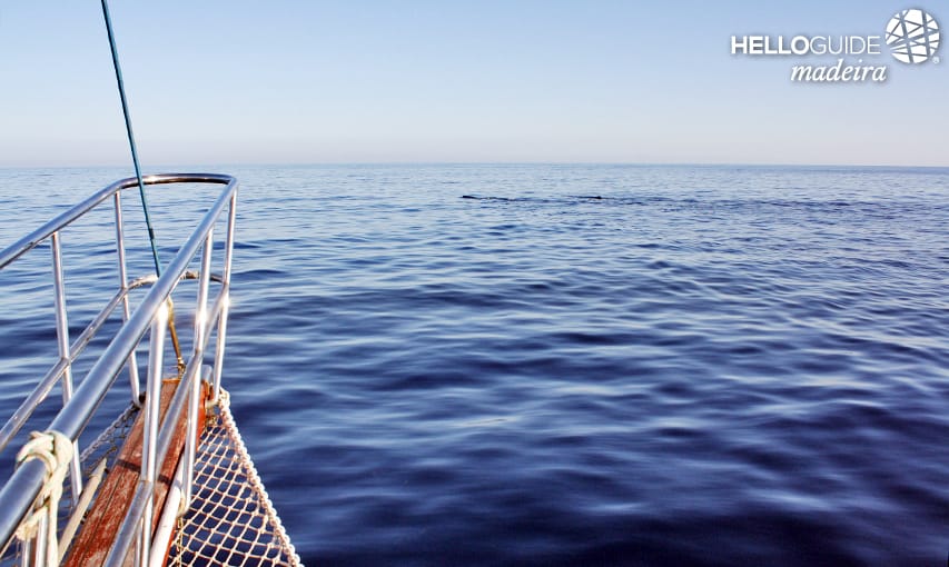 An ocean full of surprises