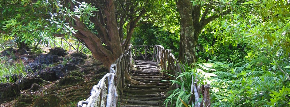 Waldpark von Queimadas