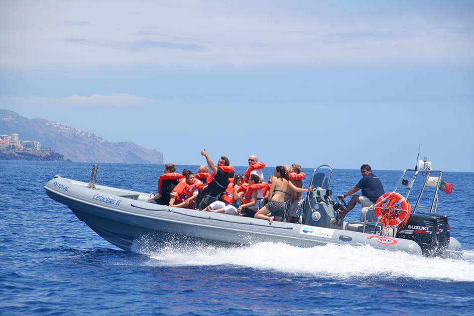 Whale watching Madeira, Funchal Boat trips experience