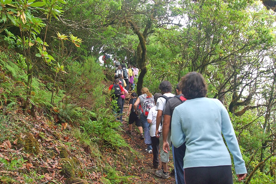 Walk on the Levada do Caniçal 11km