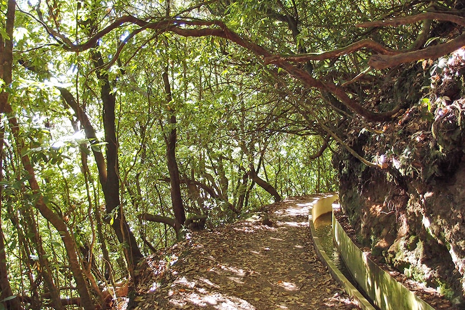 Promenade dans Levada  -  Ribeiro Frio, Portela 11km