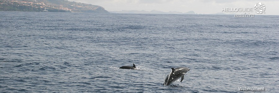passeios de barco madeira helloguide 03