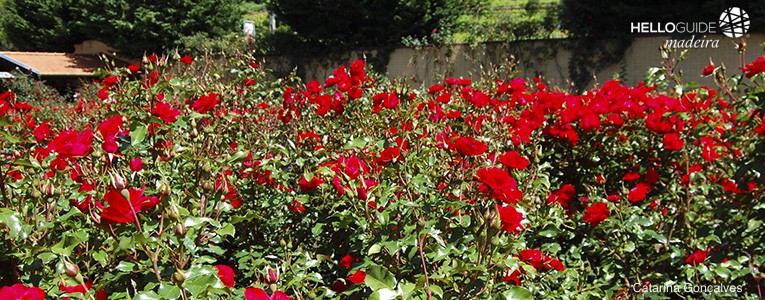 roseiral quinta do arco madeira helloguide 02