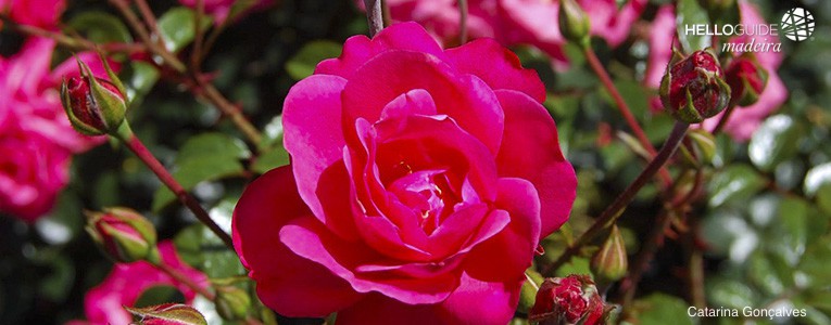 roseiral quinta do arco madeira helloguide 03