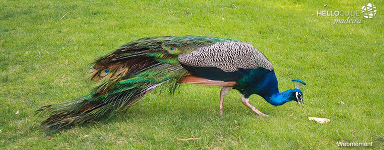 jardim quinta junta madeira helloguide 01